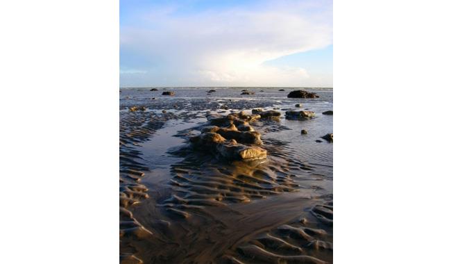 Fossil hunting at Bognor Regis Beach