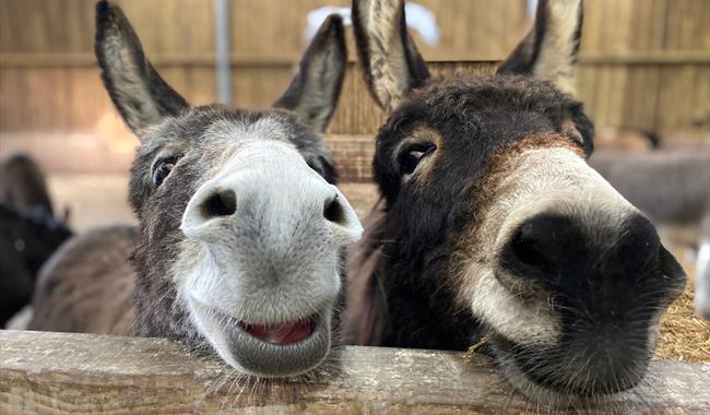 The Isle of Wight Donkey Sanctuary