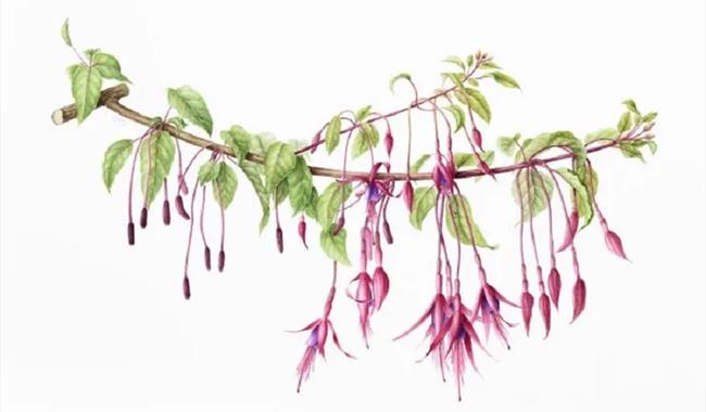 Horsham School of Botanical Artists Exhibition