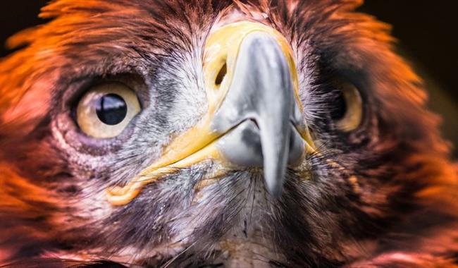 Golden x Steppe Eagle - Huxleys Bird of Prey Centre and Garden