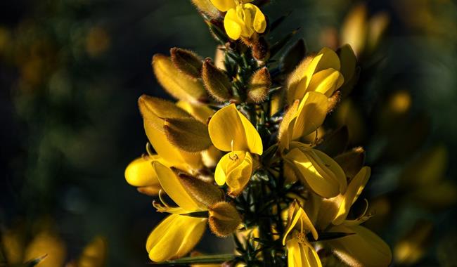 Hothfield Heathlands