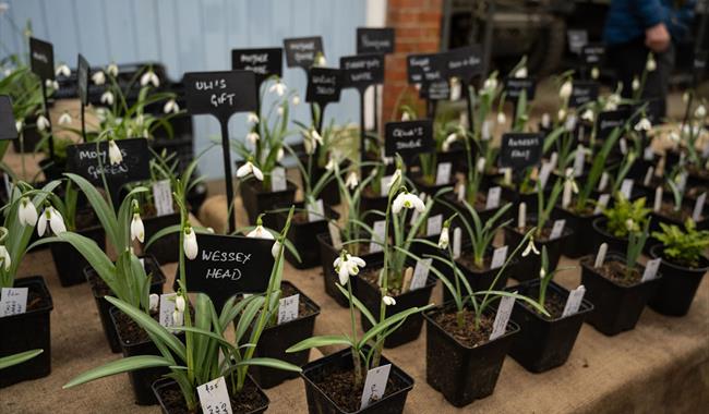 plants on a table for sale