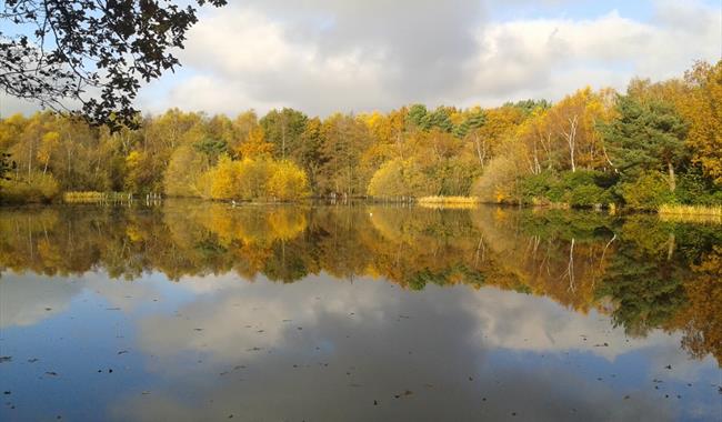 Hammond Pond at Lightwater Country Park