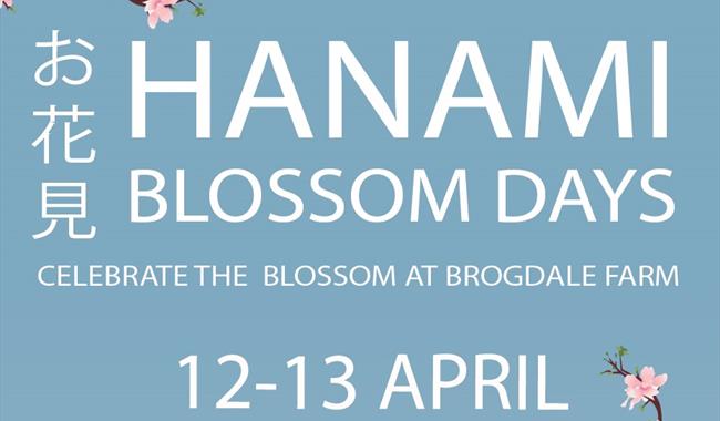 Hanami Blossom Days at Brogdale