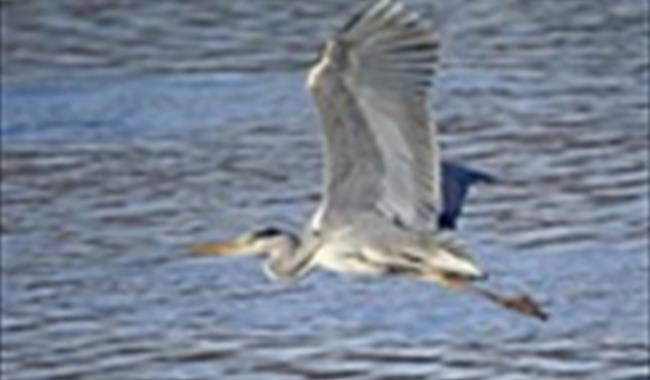 Summer Birds at Sevenoaks