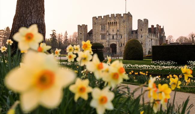 Daffodils at Hever Castle