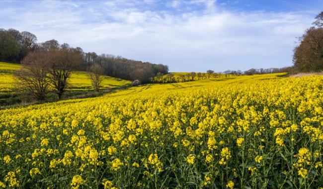 High Weald Walking Festival