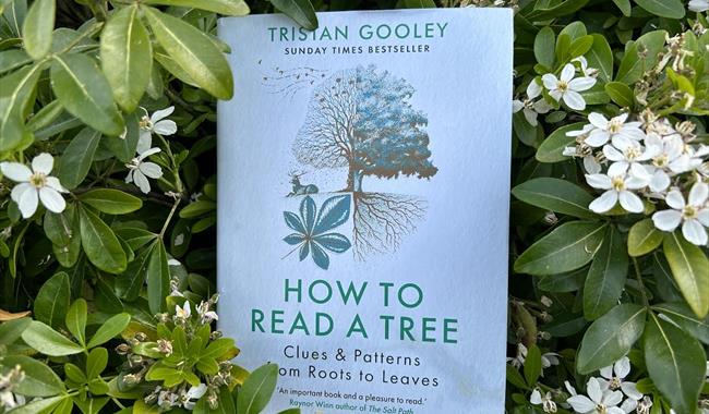 How To Read A Tree