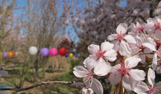 Hanami Blossom Festival at Brogdale