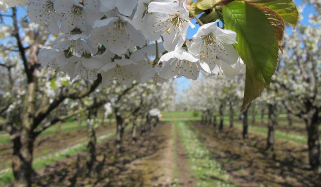 Spring Blossom Tours