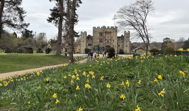 Dazzling Daffodils at Hever Castle
