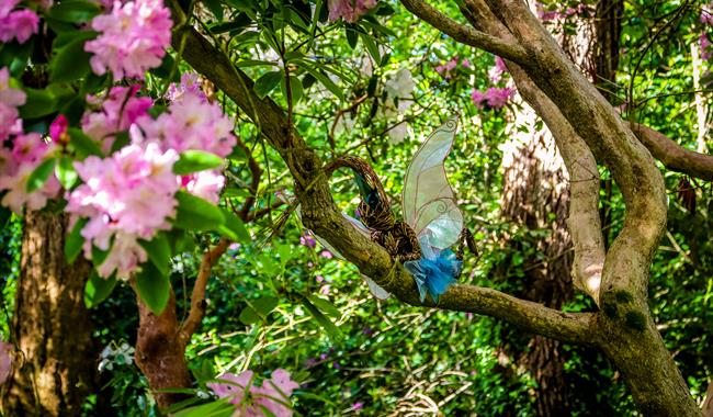 Fairy and Dragon Trail