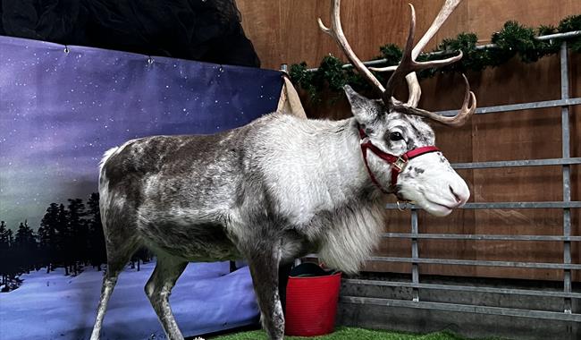 Real Reindeer