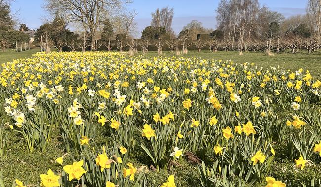 Daffodil Season at Waterperry Gardens