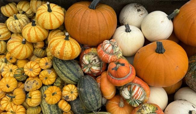 Somerley Fields Pumpkins