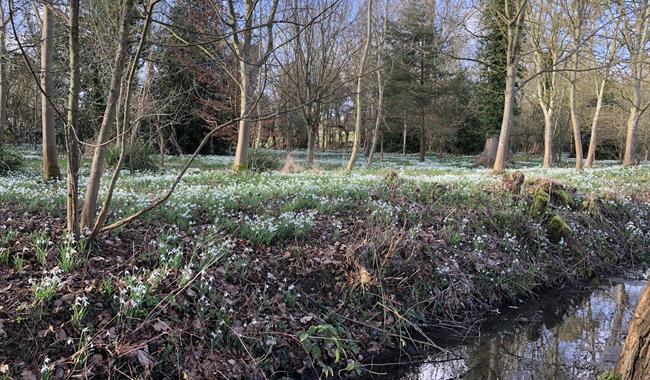 Snowdrops in the copse at Kingston Bagpuize House