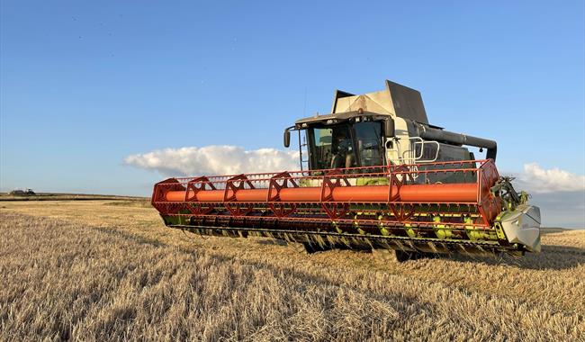 Farming for Food – Growing Bread