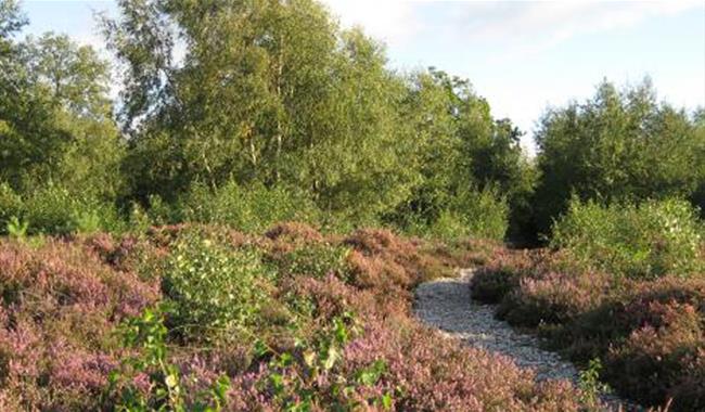 Snelsmore Common Country Park, Berkshire