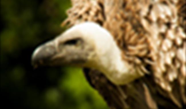 pic of vulture