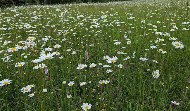 Photo of the meadow at High Beeches