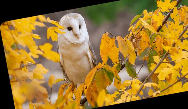 Nature’s Autumn Playground