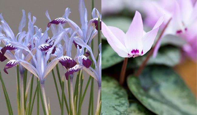 Iris and Cyclamen Show