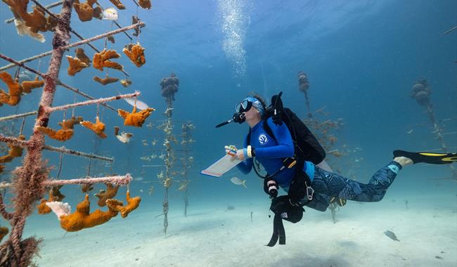 Jennifer Adler, Corals for the Future. Climate of Change Award