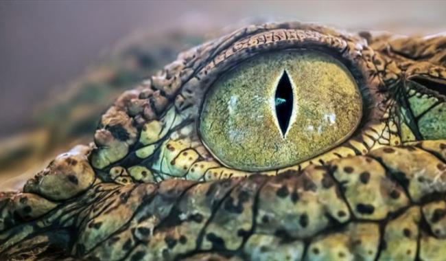 Junior Crocodile Keeper Experience