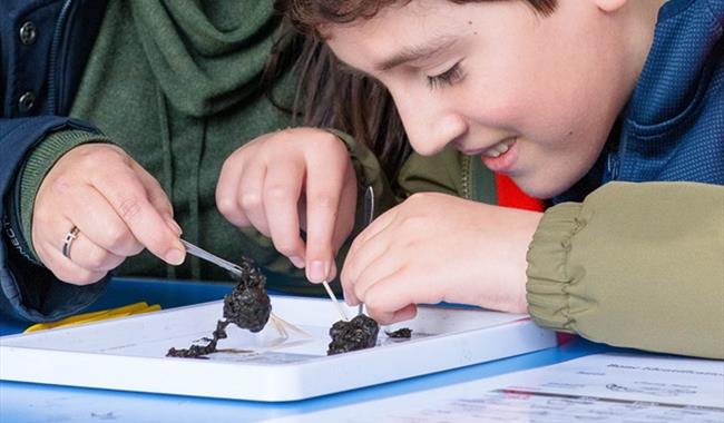 Kestrel Pellet Workshop