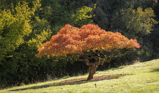 Autumn Walks