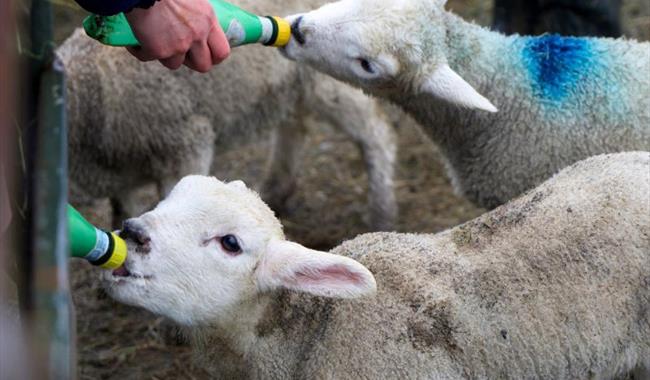 Bottle feeding lambs at Hogshaw Farm & Wildlife Park