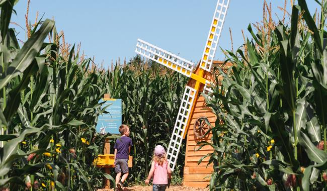 Cowdray Maize Maze