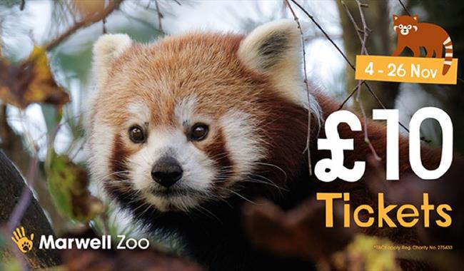 Red panda at Marwell Zoo, with £10 ticket offer