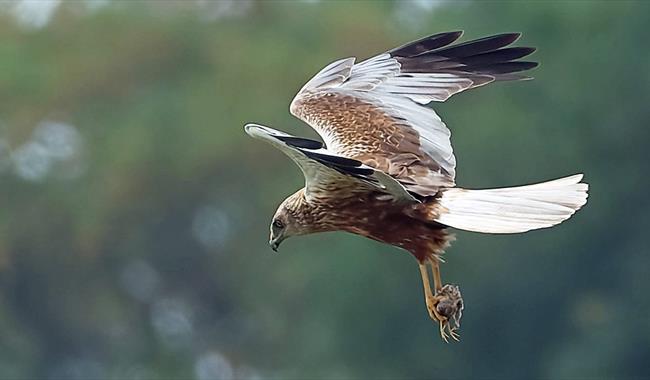 Male marsh harrier at WWT Arundel