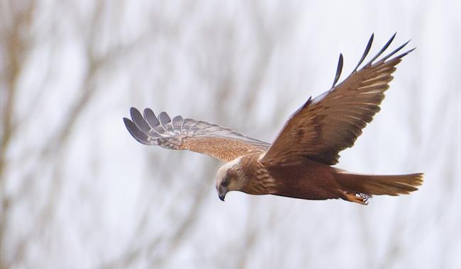 Evening Roost Events
