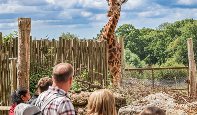 Summer Evenings at Marwell Zoo