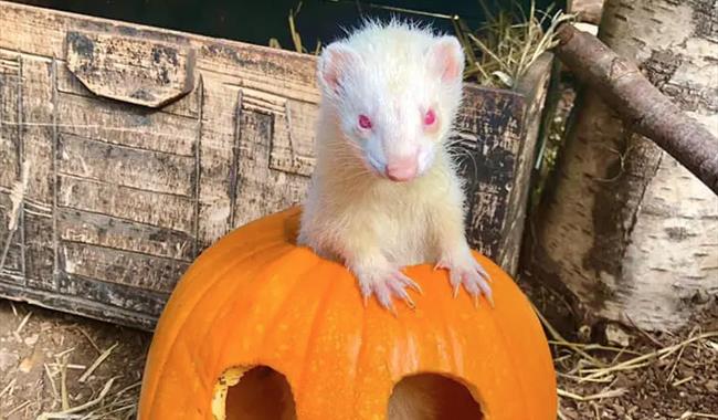 Ferret in a pumpkin