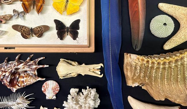 shells, feathers and dinosaur tooth