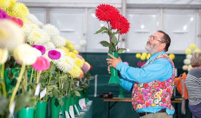 Dahlia inspection