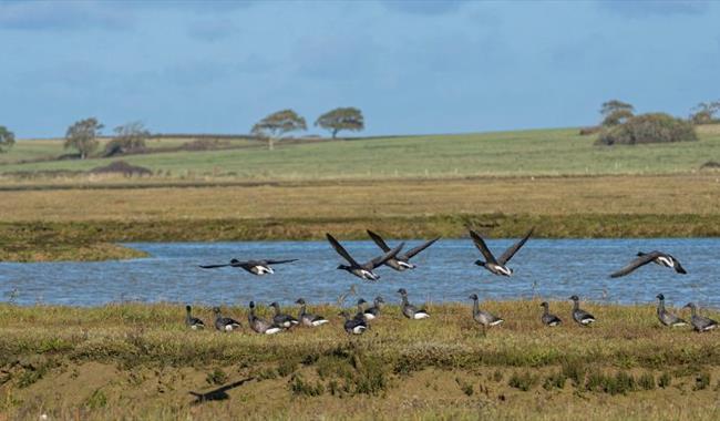 Birds at Newtown National Nature Reserve, Isle of Wight, birdwatching, wildlife, guided walk, Winter event, what's on