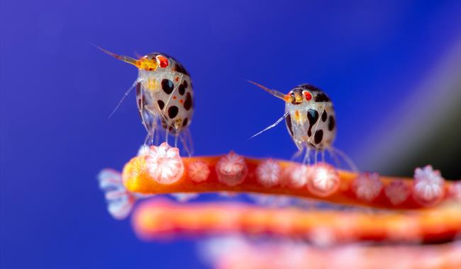 Ocean Photographer of the Year