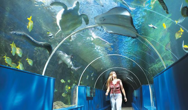 Oceanarium, The Bournemouth Aquarium