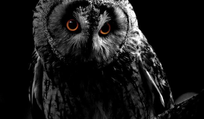 Picture of an owl