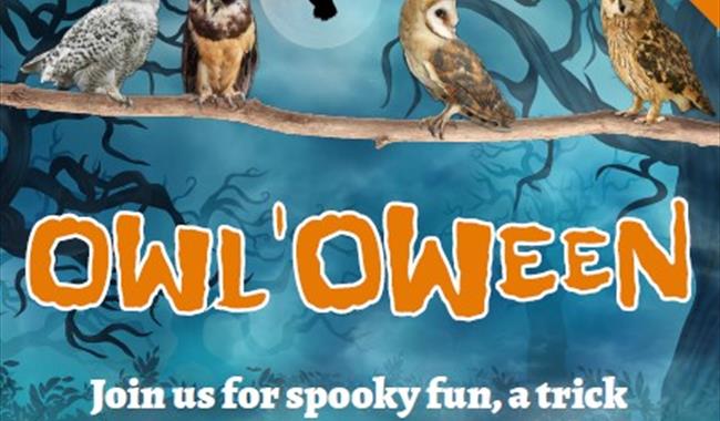 Halloween at Birdworld