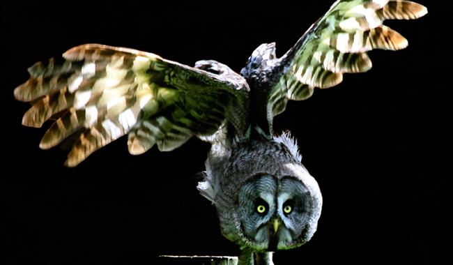 a Great Grey Owl commences flight from a log surrounded by darkness