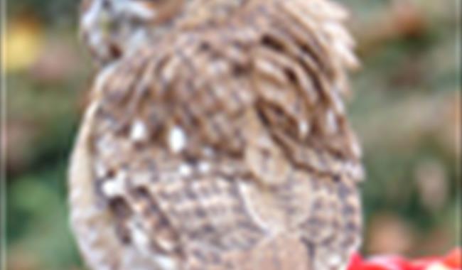 owl sitting on present