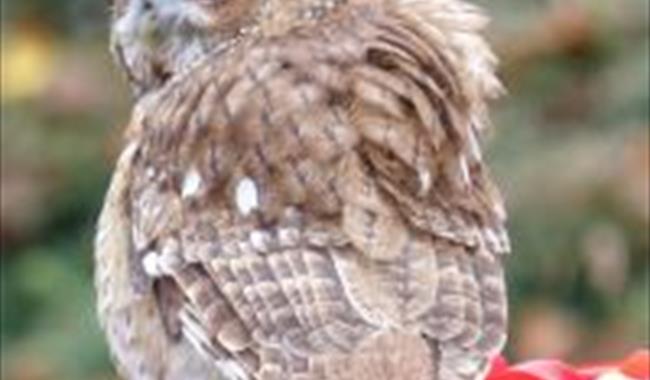 pic of owl