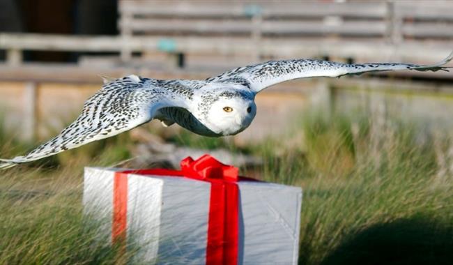 a snowy owl flying over a large christmas present