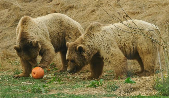October Half Term at the Wildheart Animal Sanctuary!