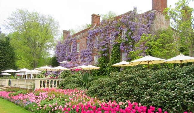 Tulips on the Back Terrace at Pashley Manor Gardens, East Sussex - credit Kate Wilson